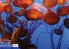 Pacific Sea Nettles, by Elizabeth Brown