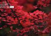 Autumn Red, by Jose Renteria