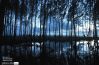 Silent Trees in a Watery Unset by Mostafa Monwar