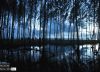 Silent Trees in a Watery Unset by Mostafa Monwar