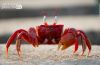The Crab That Played with the Sea, by Rezawanul Haque