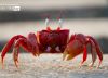The Crab That Played with the Sea, by Rezawanul Haque