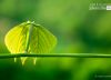 Green, by Rezawanul Haque