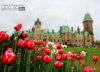 Tulips at Parliament Hill, by Mazhar Hossain