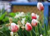 Red and White, by Mazhar Hossain