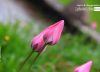 Tulips in Pink, by Mazhar Hossain