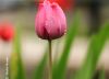 I Stand Still, by Mazhar Hossain