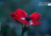 The Papaver Flower, by Bawar Mohammad