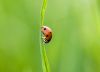 A Beautiful Ladybug, by Bawar Mohammad