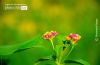Just Some Wild Flowers, by Rezawanul Haque