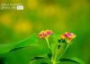 Just Some Wild Flowers, by Rezawanul Haque