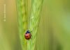 A Scarlet Ladybug, by Bawar Mohammad
