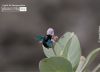 The Carpenter Bee, by Masudur Rahman