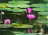 Water Lilies, by Masudur Rahman