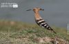 Hoopoe – The Beauty, by Masudur Rahman
