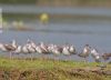 Flocks of Common Redshank, by Masudur Rahman