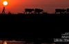 I Am Going Home, by Hirak Ghosh