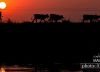 I Am Going Home, by Hirak Ghosh