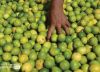 Lemons, by Sudeep Mehta