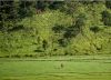Fields of Green, by Masrur Ashraf
