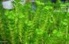 Its All in Green, by Tathagata Das