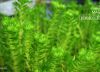 Its All in Green, by Tathagata Das