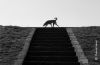 Dog on Top of Stairs, by Thomas Lianos