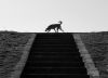 Dog on Top of Stairs, by Thomas Lianos