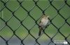 Bird in a Wire, by Des Brownlie