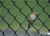 Bird in a Wire, by Des Brownlie