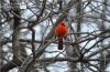 Red Robin in Central Park, by Des Brownlie