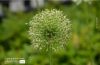 Full Bloom, by Des Brownlie