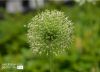 Full Bloom, by Des Brownlie