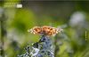 Butterfly Resting, by Des Brownlie