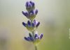 Lavender, by Ola Cedell