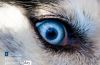 The Eye, by Daniele Lembo