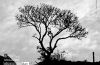 Silhouette in the Lonely World, by Easa Shamih