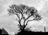Silhouette in the Lonely World, by Easa Shamih