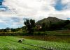 Volcanic Onion Fields, by Greg Goodman