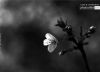 A Flower Story, by Liton Chowdhury