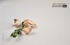 Cloves of Garlic, by Rasha Rashad
