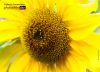 Sunshine, by Anjan Patra