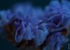 Everlasting Purple-blue Statice, by Ola Cedell