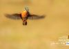 King's Flight, by Tamal Debnath