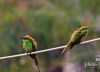 So Vibrant, by Subhashish Nag Choudhury