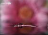 Pink Gerbera Leaf in Water, by Ola Cedell