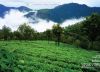 The Unforgettable Beauty of Nilgiri, by Subhashish Nag Choudhury