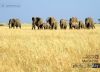 Mara Elephants Group, by Gabriele Ferrazzi