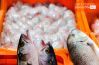 Fresh Fish in the Market, by Rasha Rashad