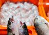 Fresh Fish in the Market, by Rasha Rashad